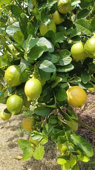 Teluk Intan Fruit Farm Picture 3