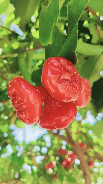 Teluk Intan Fruit Farm Picture 2