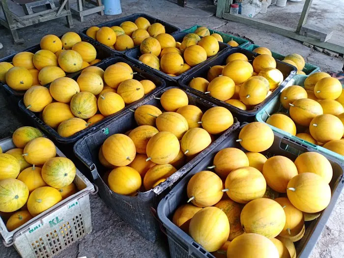 Teluk Intan Fruit Farm Picture 9