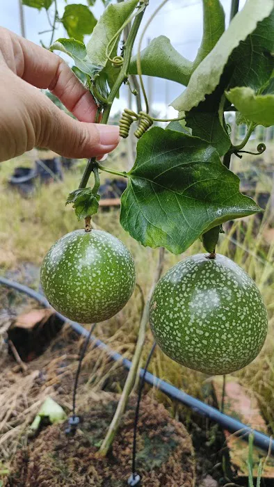 Teluk Intan Fruit Farm Picture 1
