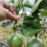 Teluk Intan Fruit Farm