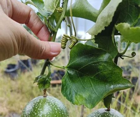 Teluk Intan Fruit Farm