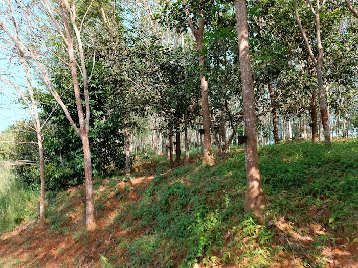 Start Point Bukit Senaling Hiking Trail Picture 9