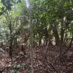 Bukit Segambut