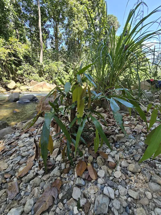 Tok RAY's Durian Farm Picture 3