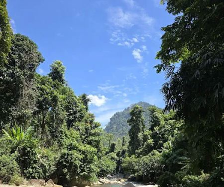 Tok RAY's Durian Farm