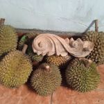 Blok A GMKL Agro Park