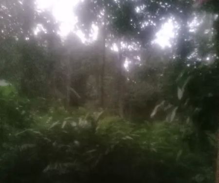Kebun Paisa Langgar