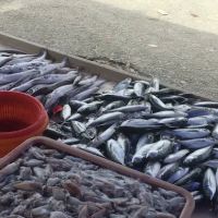 Wak's Ikan Sungai Serdang ico