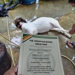 My Kandang Aqiqah Qurban