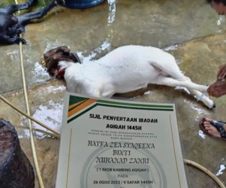 My Kandang Aqiqah Qurban