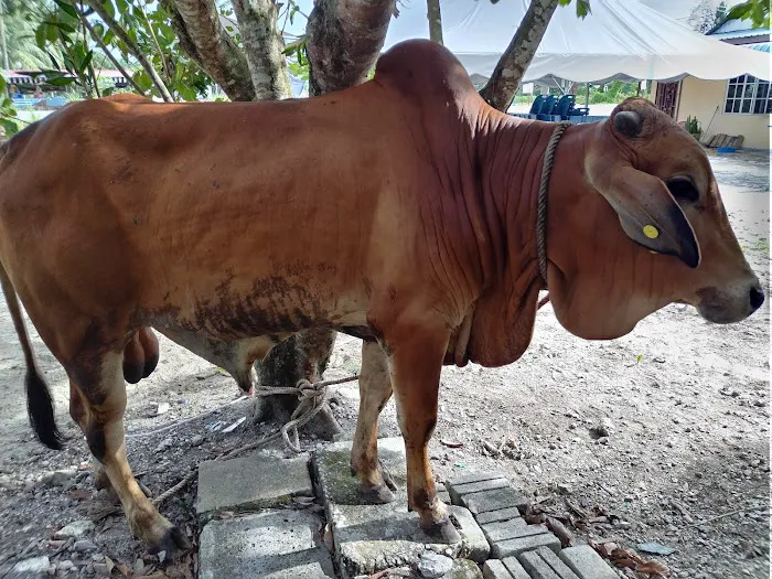 My Kandang Aqiqah Qurban Picture 5