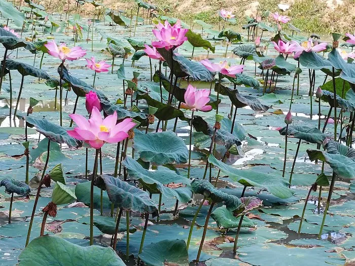 Taman Tasik Bahau Picture 2