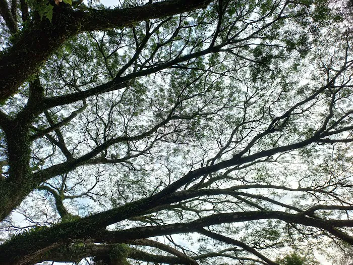 Taman Tasik Bahau Picture 10