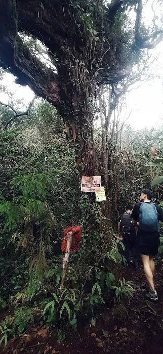 Gunung tapis Picture 2