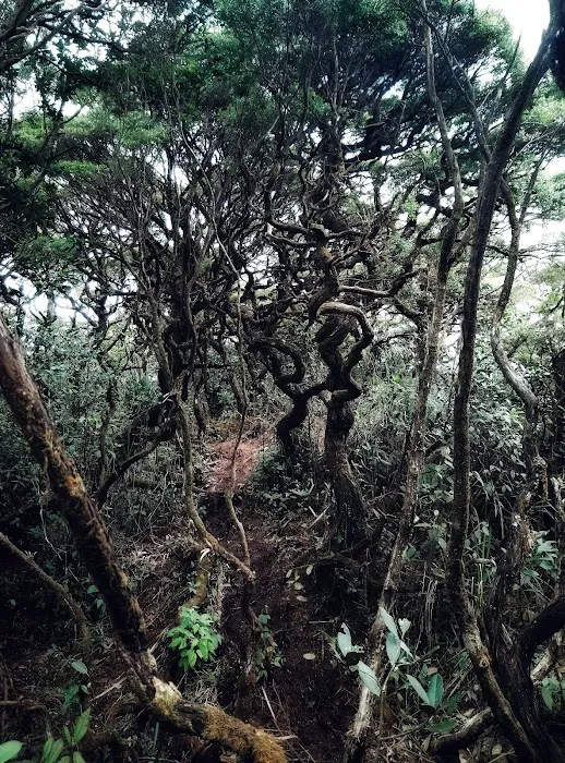 Gunung tapis Picture 8