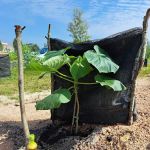 Paulownia Forest @ Bangi Resort Hotel