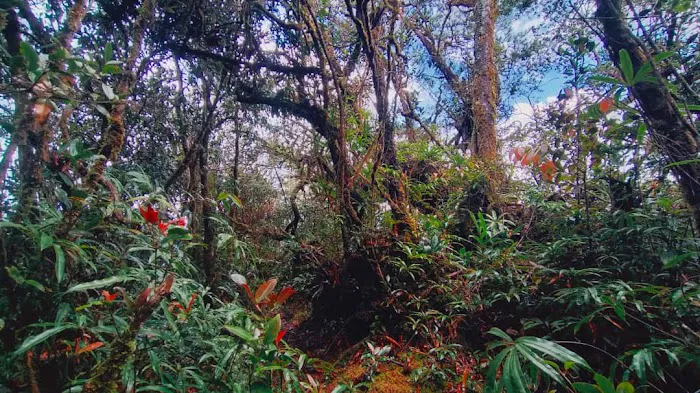 Taman Negara Kelantan Kuala Koh, Gua Musang, Kelantan. Picture 7