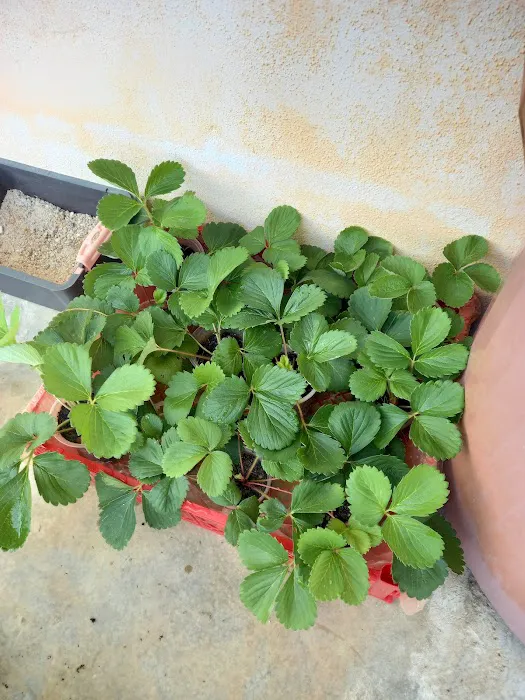 Aqis mini farm (lowland strawberry) Picture 10