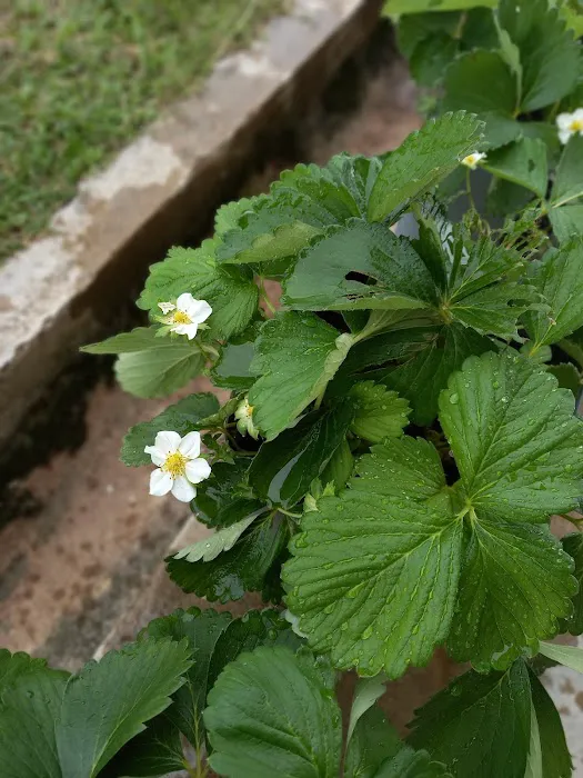 Aqis mini farm (lowland strawberry) Picture 6