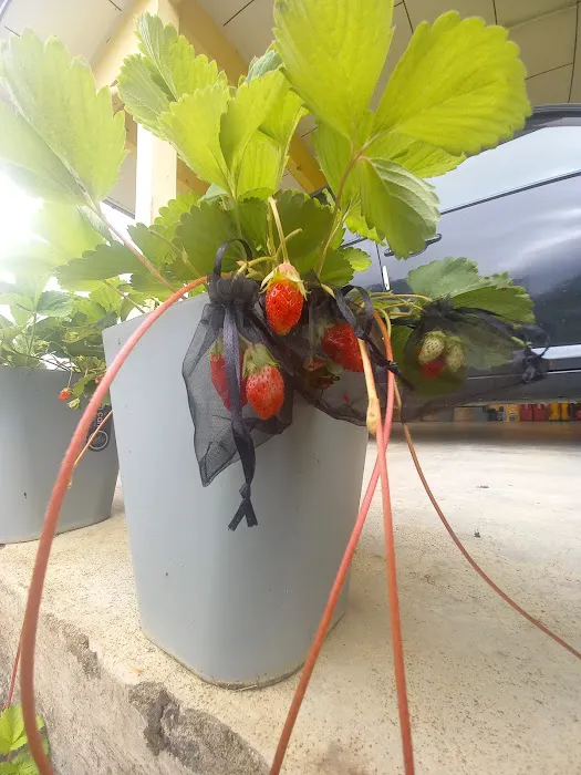 Aqis mini farm (lowland strawberry) Picture 8