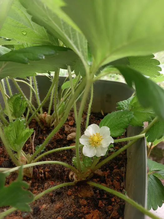 Aqis mini farm (lowland strawberry) Picture 3