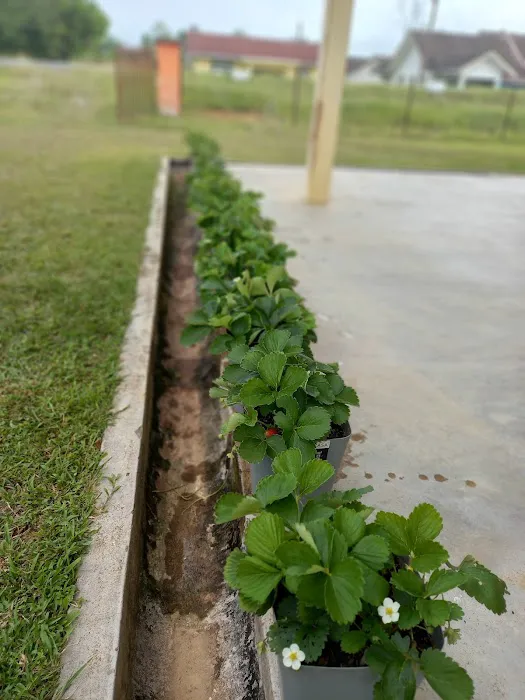 Aqis mini farm (lowland strawberry) Picture 1