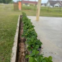 Aqis mini farm (lowland strawberry) ico