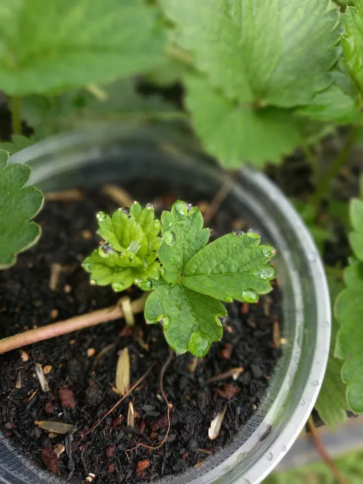 Aqis mini farm (lowland strawberry) Picture 2