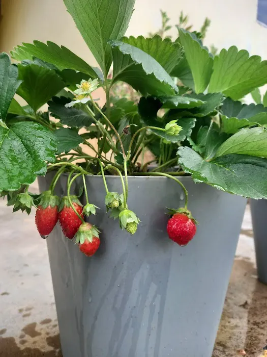Aqis mini farm (lowland strawberry) Picture 4