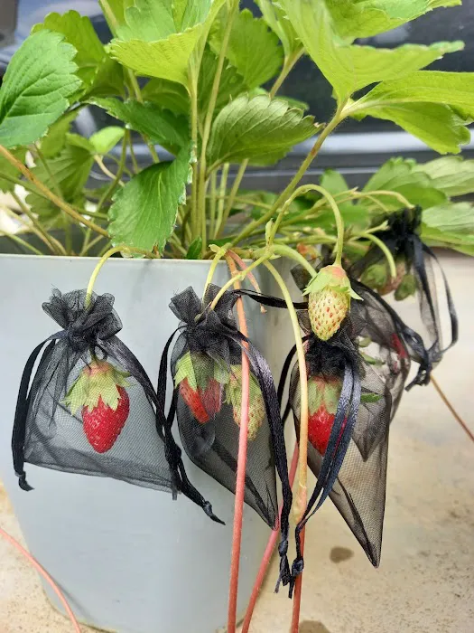 Aqis mini farm (lowland strawberry) Picture 7
