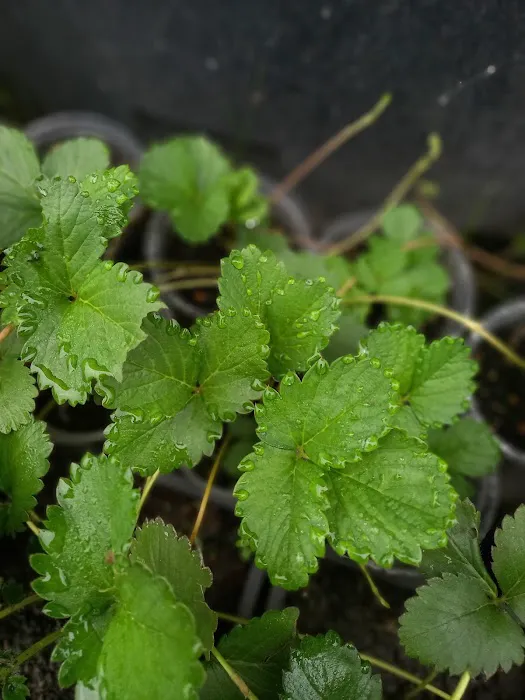 Aqis mini farm (lowland strawberry) Picture 5