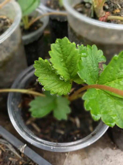 Aqis mini farm (lowland strawberry) Picture 9