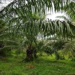 Blok C GMKL Agro Park