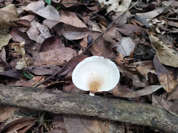 Bukit Besi Trailhead Picture 7