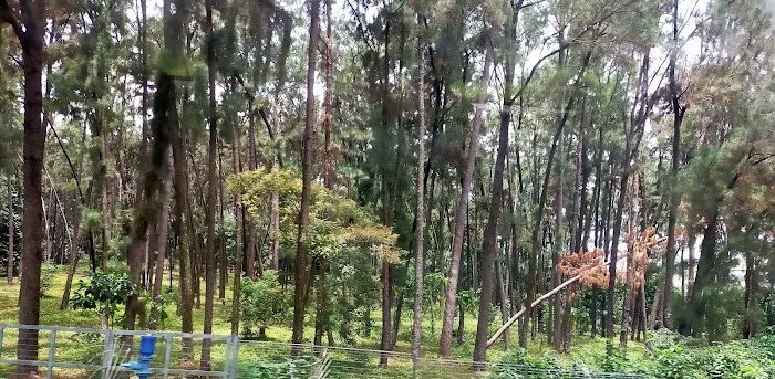 Ladang Pine UPM Picture 2