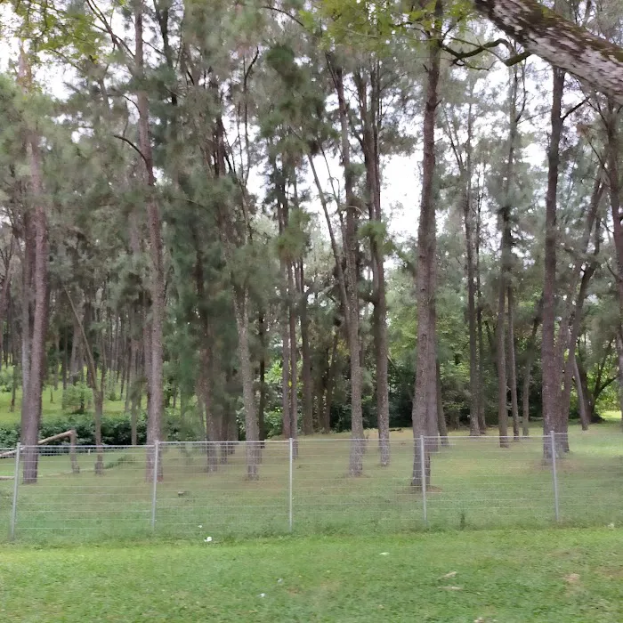 Ladang Pine UPM Picture 4