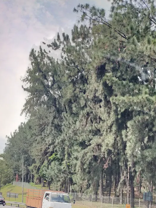 Ladang Pine UPM Picture 1