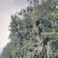 Ladang Pine UPM ico