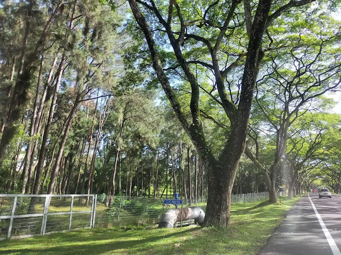 Ladang Pine UPM Picture 5