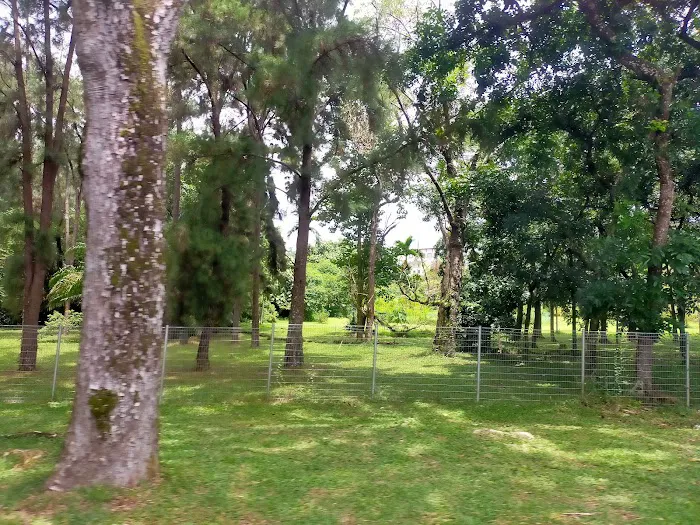 Ladang Pine UPM Picture 3