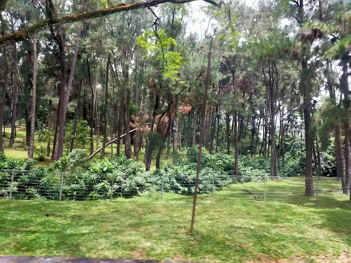 Ladang Pine UPM Picture 6