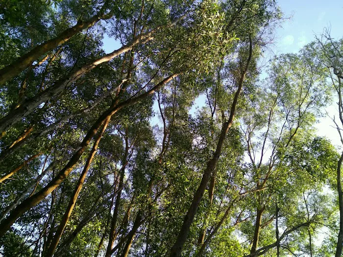 Hutan Simpan Ayer Hitam Picture 9