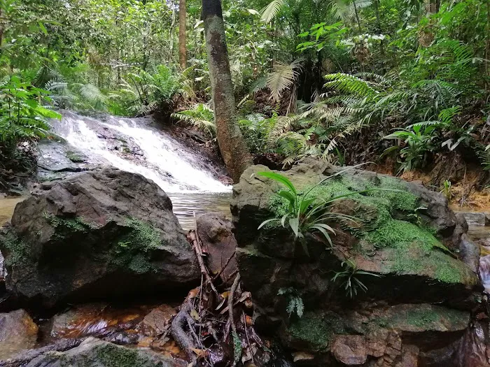 Hutan Simpan Ayer Hitam Picture 10