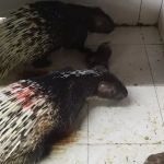 Pusat Pembiakan Landak Raya Jempol
