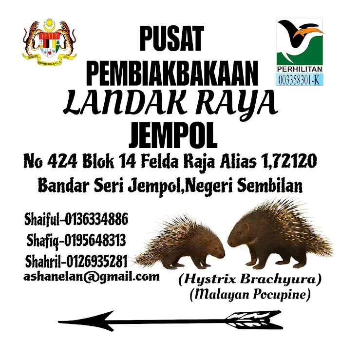 Pusat Pembiakan Landak Raya Jempol Picture 4
