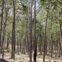 Taman awan BSJ ico