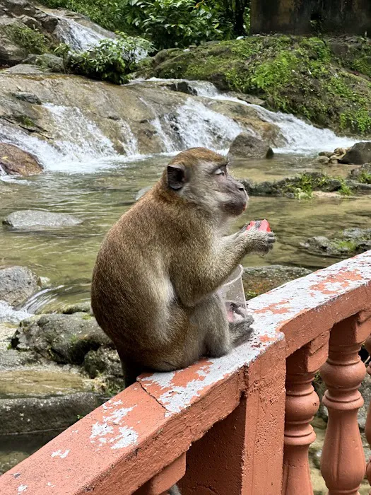Taman Rimba Templer Picture 5