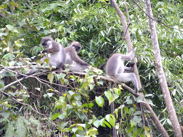 Taman Rimba Templer Picture 4