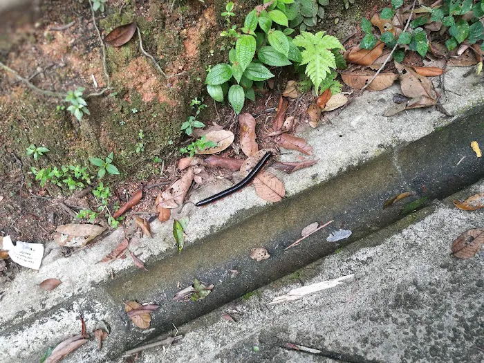 The Takun Templer Park Picture 6